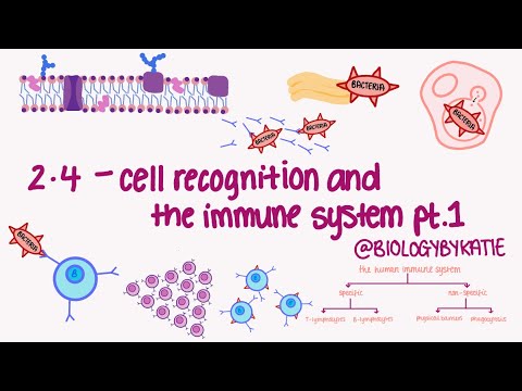 AQA A LEVEL BIOLOGY TOPIC 2.4 - Cell recognition and the immune system
