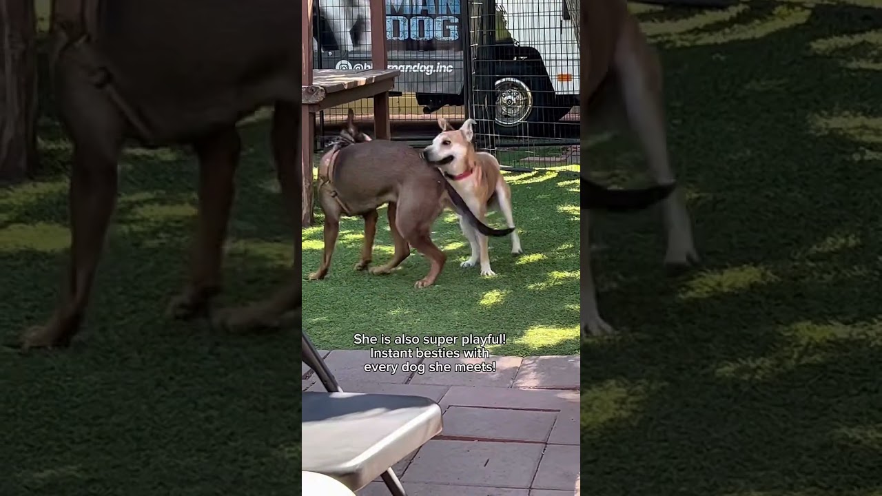 Enlarge Lola - 34 pounds!, a Adoptable mixed breed in Burbank, CA video 6/6