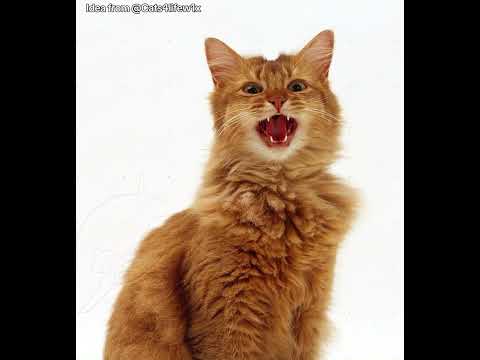 Hiding my cats in models 😀 @Cats4life-wx1 #Cat #trend