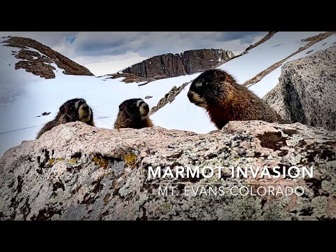 Marmot Invasion On Mt. Evans, Arapaho National Forest Colorado #marmot #marmots #wildlifeanimals