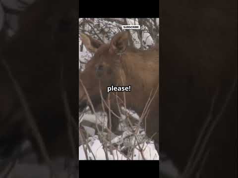 ⚖️ 5 Bizarre Laws That Actually Exist 📜 #factrocityshorts #interestingfacts #funfacts #dailyfacts