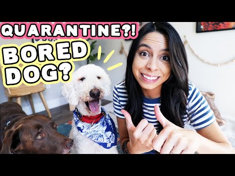HOW TO: TIRE DOG DURING QUARANTINE INDOORS No ...
