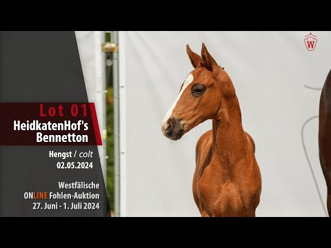 ONLINE Fohlen-Auktion Lot 01 HeidkatenHof's Bennetton Hengst v. Bowmore - Zoom