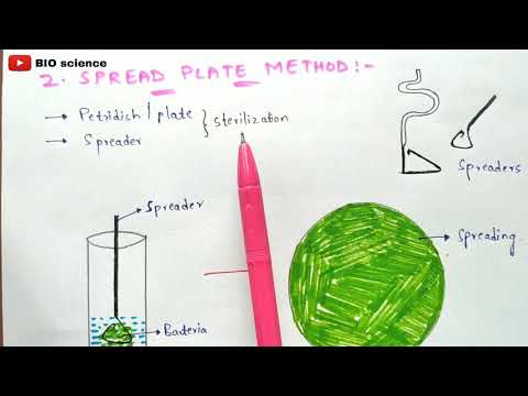 STRUCTURE OF BACTERIA BY PHANINDRA GUPTHA