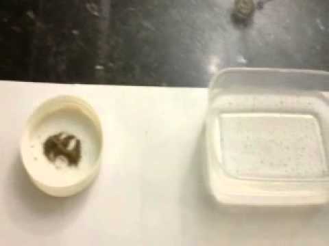 منتدى رايز Rise Forum