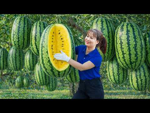 Harvesting Giant Yellow Watermelon To Sell | Fruit Color Brings Highest Market Value Ever