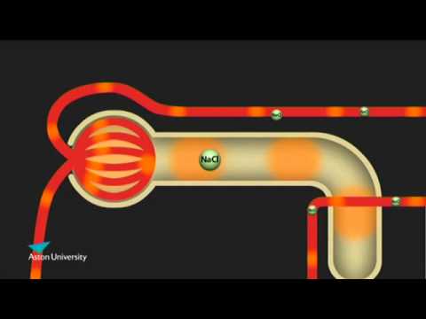 The Kidney & the Counter Current Multiplier: Pharmacology teaching at Aston University