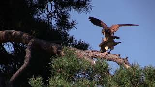 Le faucon crécerelle et le lézard des souches