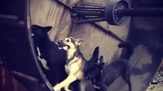 Dogs Enjoy Running in Giant Hamster Wheel - 1004154