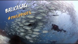 Carangues - Balicasag - Philippines