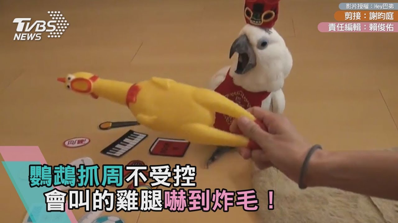 鸚鵡抓週不受控　會叫的雞腿嚇到炸毛！