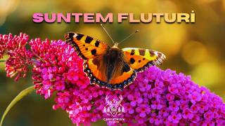 Download lagu Suntem Fluturi - Carpathian Season | Music mp3 Download lagu Suntem Fluturi - Carpathian Season | Music mp3