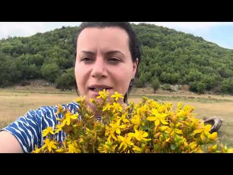 Lulja e balsamit dhe perse sherben!