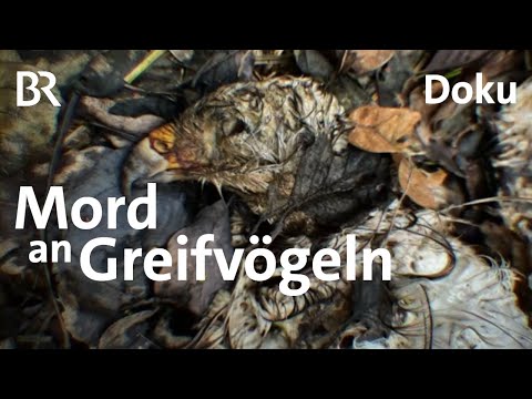 Tödliches Gift: Die illegale Jagd auf Greifvögel | UNKRAUT | Doku | BR