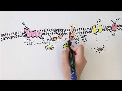 How does cholera make people sick? Understanding G-protein signaling