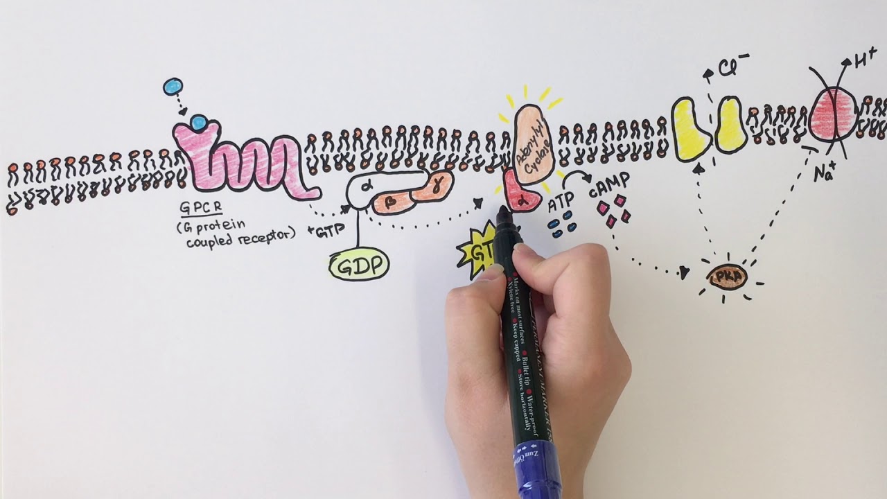 How does cholera make people sick? Understanding G-protein signaling