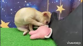 チワワ(スムース)の動画01