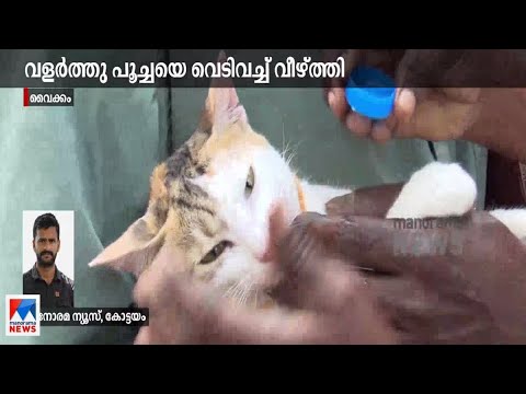 വളര്‍ത്തുപൂച്ചയെ വെടിവച്ച് വീഴ്ത്തി; പരാതി| Kottayam| Cat