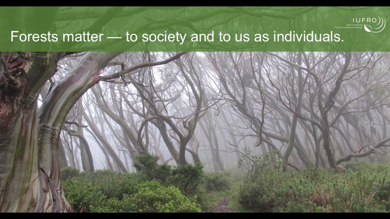 Forest Conflict Management - Why it matters