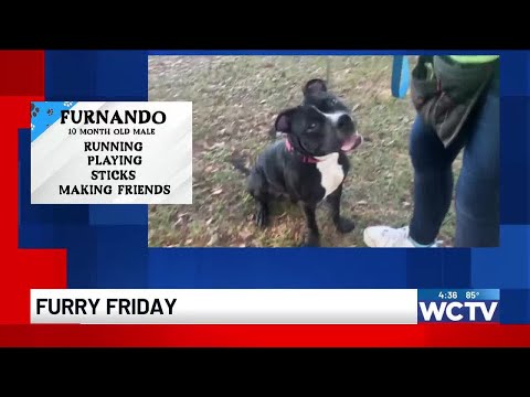 Furry Friday: Meet Furnando! - YouTube
