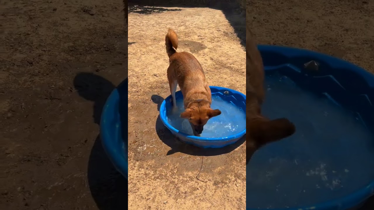 Enlarge Itsy, a Adoptable mixed breed in Riverside, CA video 6/6