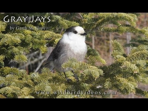 Gray Jays