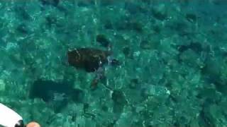 preview picture of video 'loggerhead turtle at loutro crete'