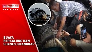 Download lagu Setelah Diburu Selama Lima Tahun, Buaya Berkalung Ban Sukses Ditangkap mp3