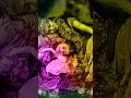 Sun Murli Ki Taan Braj Mandal Hile Krishna Bhajan Whatsapp Status Shorts Radhakrishna