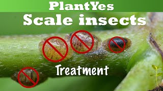 🛑 Scale Insects on Houseplants & How To Get Rid of Them 🧹 [Plant Pest]