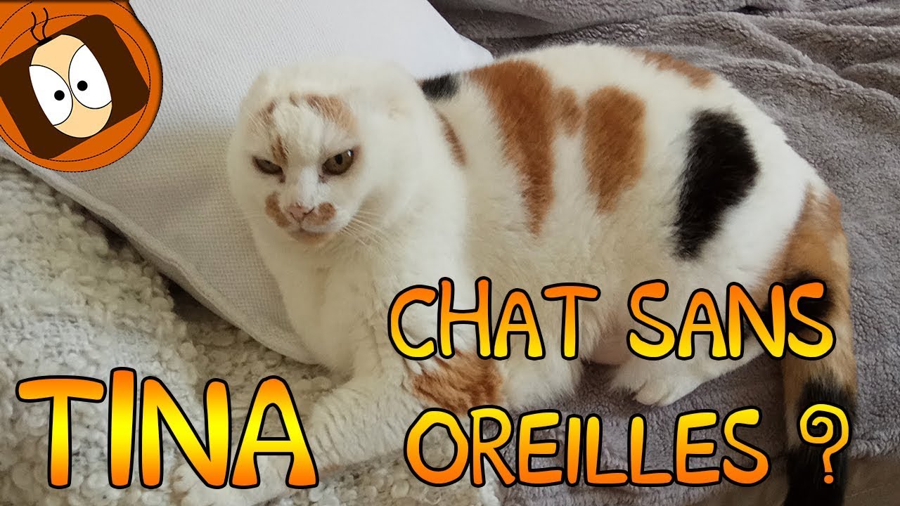 TINA : UN CHAT SANS OREILLES 🐈❤️?