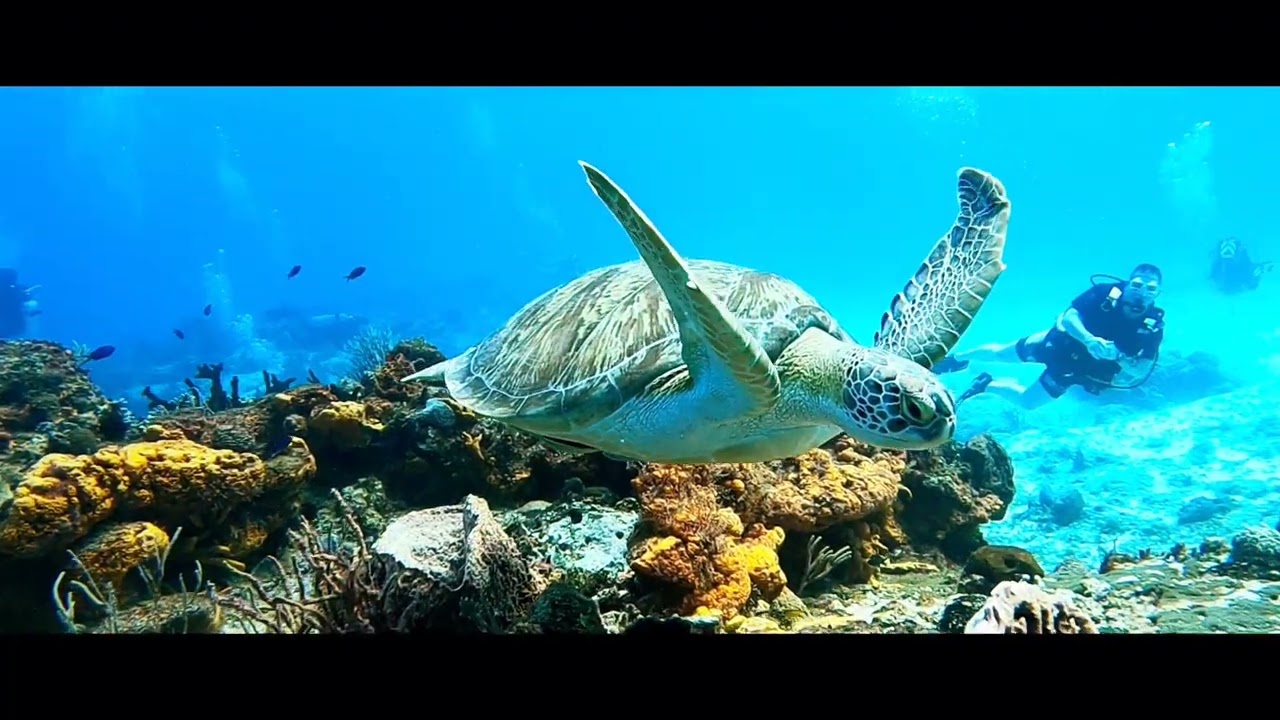 Green Turtle hanging around divers at Yucab