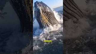 Download lagu Giant whale hunting 😱 mp3 Download lagu Giant whale hunting 😱 mp3