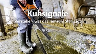 Kuhsignale