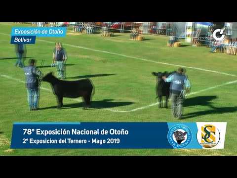 Expo Angus de Otoño - Jura terneros - Miercoles 15 de Mayo 2019 - Sociedad Rural de Bolivar