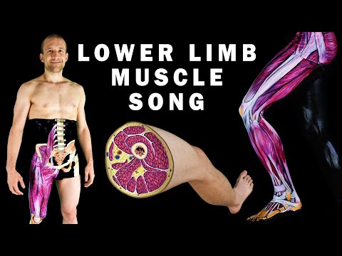 LOWER LIMB MUSCLES SONG (Part 1/2)