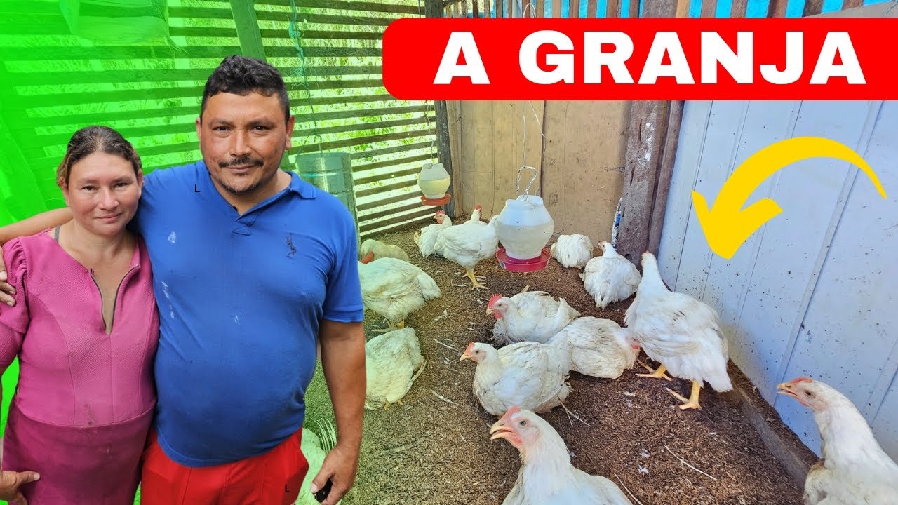 FAMÍLIA DO GALINHEIRO SURPREENDE! VEJA A GRANJA DE FRANGOS❤️