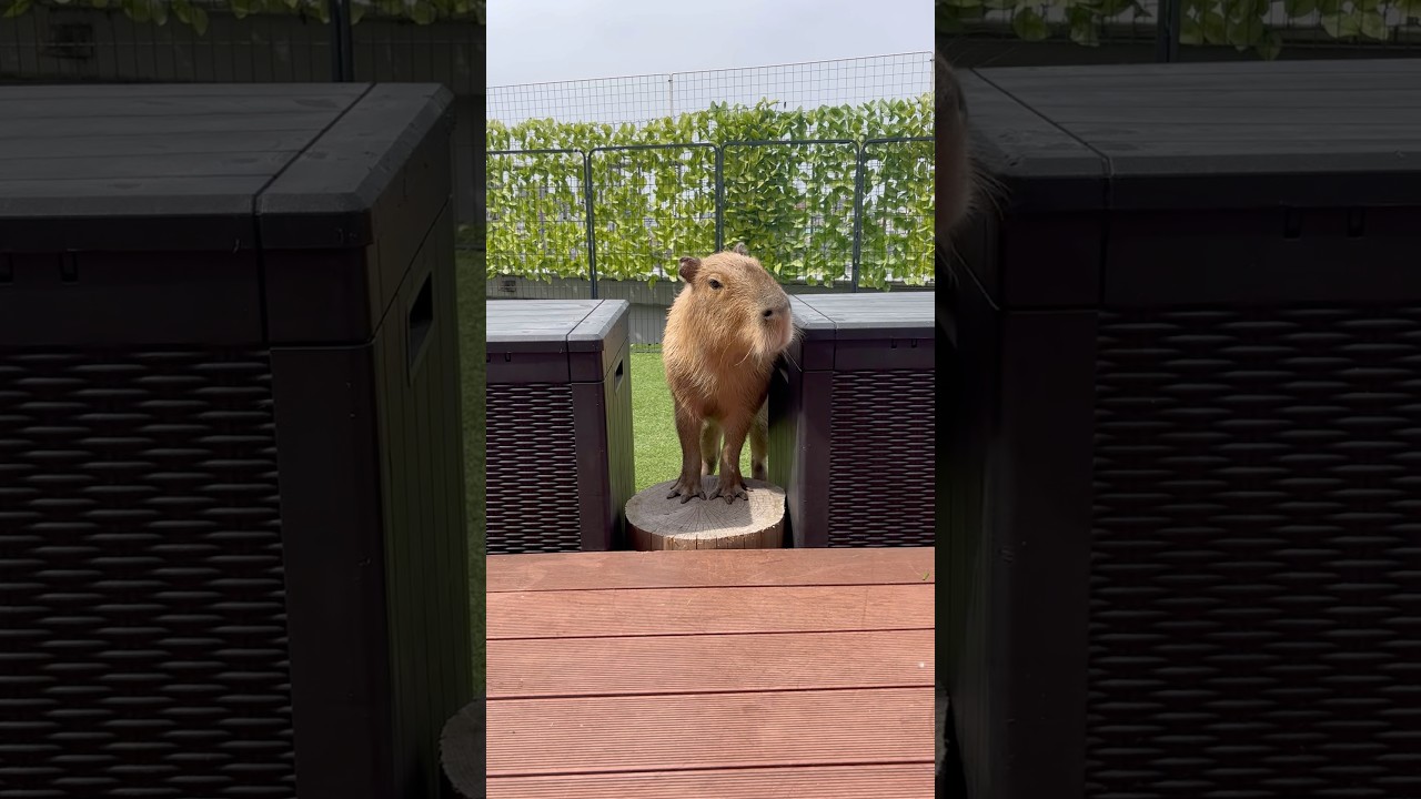 I like tight spaces! ⭐️ #capybara #capybaracafe #cappiness   #shinjuku #animalcafe