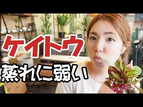 園芸 プラムセケイトウ