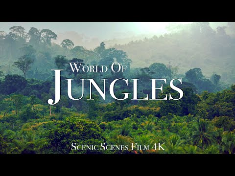 Jungles In Amazing Jungle Scenes Around The World
