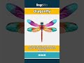 dragonfly (noun) - definition and usage in English