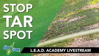 Fungicide Management to Stop Tar Spot