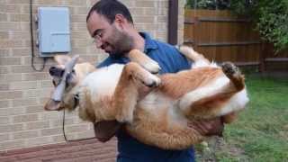 Petstages Deerhorn Игрушка для собак Олений рог средний