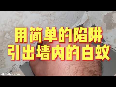 房間有白蟻