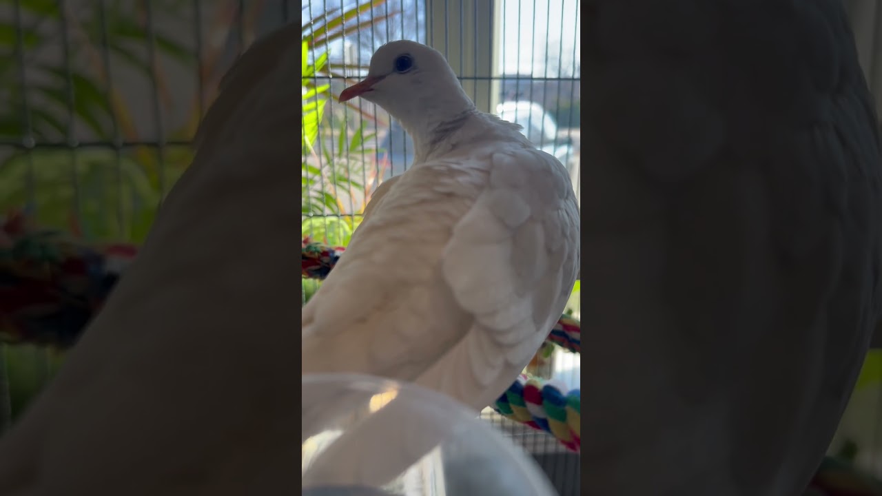Enlarge Crystal (bonded to Diamond), a Adoptable Dove in Hamilton, ON video 4/4