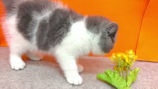 ブリティッシュショートヘアの動画01