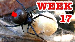 Redback Spider Move To Top Secret Bush Home Week 17