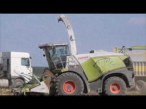 New Claas Jaguar 980 (498) Special Edition - Linea Verde S.R.L. - Corn silage 2018