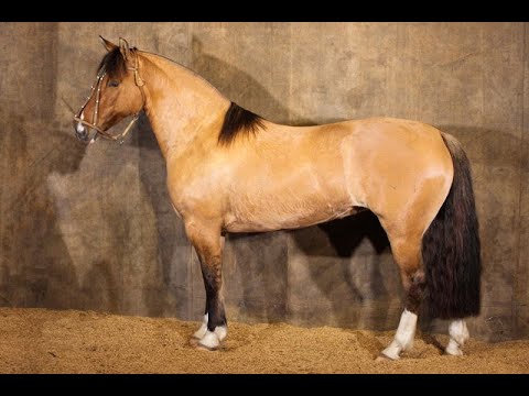 LOTE 11 - CAMPANÁRIO DUQUESA