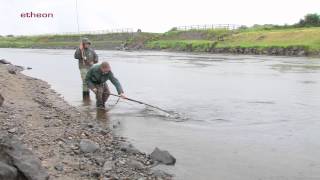 preview picture of video 'Fliegenfischen in Irland - River Moy / Wall Pool - von etheonTV'